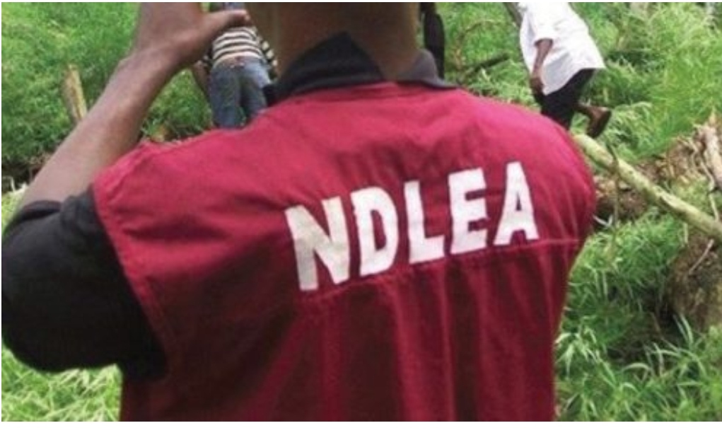 NDLEA Destroys Ovee 300 Tons Of Cannabis In Edo